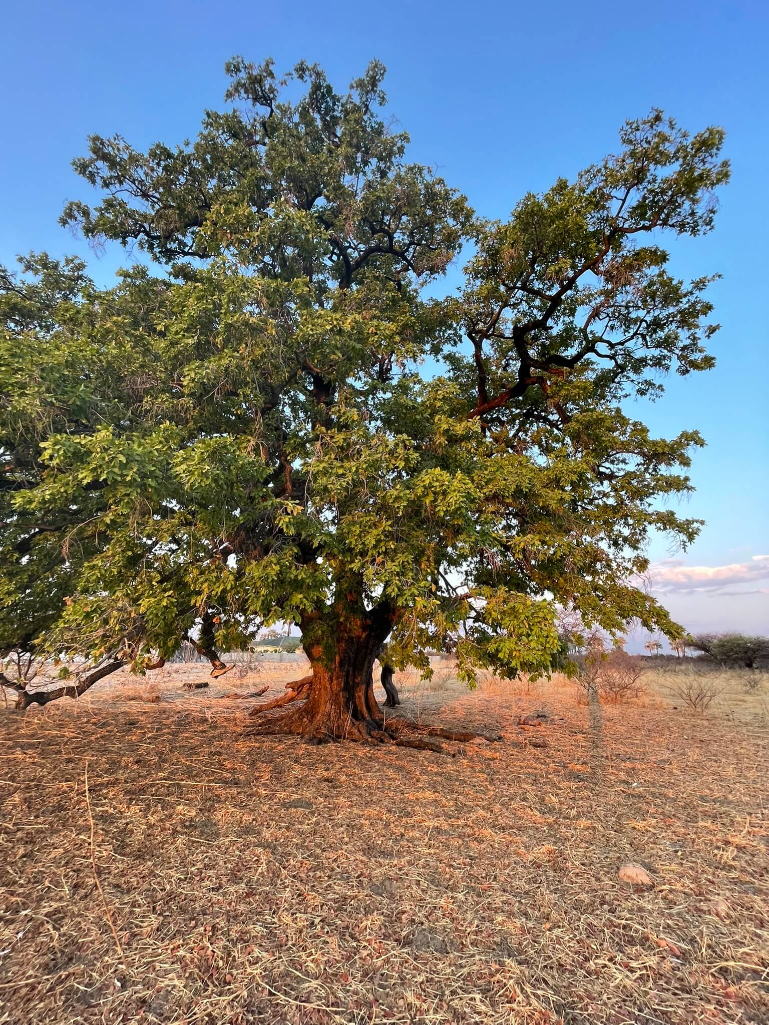 A large tree with a thick, textured trunk stands in a dry, grassy area. The branches spread widely and are covered with dense green leaves. The ground is covered with dry grass and scattered twigs. The sky is clear and blue, with a few clouds near the horizon.